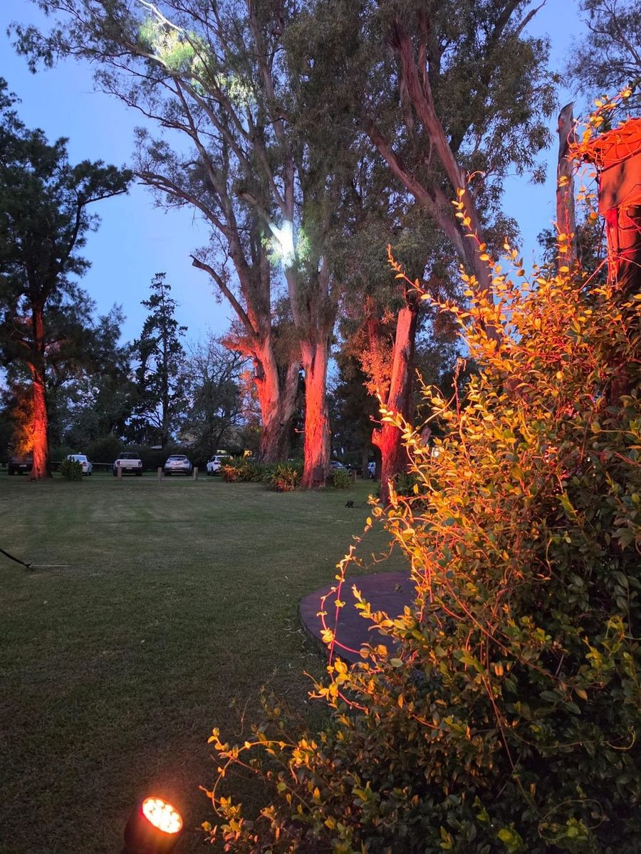 &Aacute;rboles del parque iluminados con luz c&aacute;lida al caer la tarde